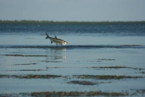 floridakeys/img_7042.jpg